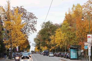 Ginkgo biloba: Vũ điệu vàng của mùa thu châu Âu