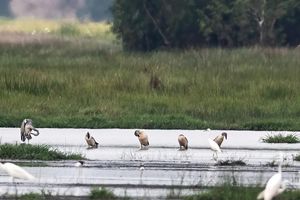 Hàng ngàn chim quý hiếm bay về, Tràm Chim hồi sinh