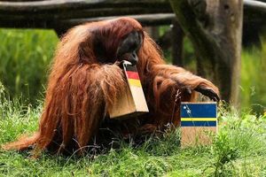 Voi so tài đười ươi 'tiên tri' trận Đức – Ecuador