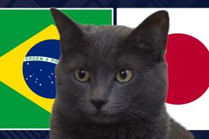 Mèo 'tiên tri' dự đoán kết quả trận Brazil vs Nhật Bản: Liệu có kỳ tích?