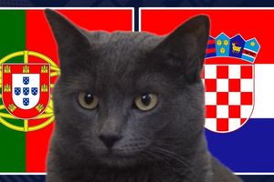 Mèo 'tiên tri' dự đoán kết quả trận Bồ Đào Nha vs Croatia: Ronaldo tiếp tục 'nổ súng'?