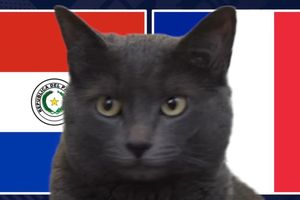 Mèo 'tiên tri' dự đoán kết quả trận Paraguay vs Pháp: Lựa chọn đáng giá