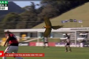 Sự cố hy hữu: Một chú Vẹt lao vào sân tấn công cầu thủ ở giải U15 Brazil