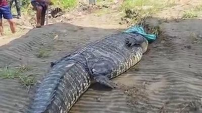 Người dân bắt sống con cá sấu khổng lồ dài 7 mét trên sông