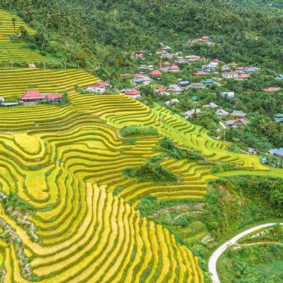 Ngắm ruộng bậc thang vàng rực ở Khuổi My