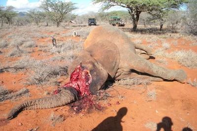 90 con voi rừng bị giết để lấy ngà tại Botswana