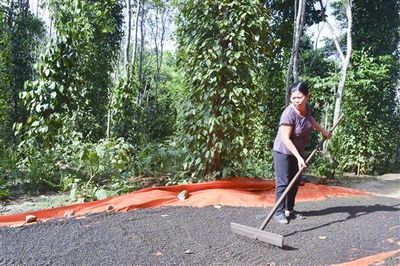 Phát triển cây hồ tiêu, thách thức và triển vọng. Bài 2: Hướng đến một nền sản xuất hồ tiêu bền vững