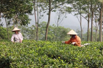 Xã Ba Trại: Xây dựng quy trình sản xuất chè bền vững