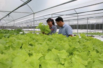 Phấn đấu hoàn thành các chỉ tiêu nông thôn mới