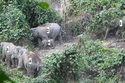 Ghi nhận voi con khoảng 1 tuổi trong đàn voi rừng ở Quảng Nam