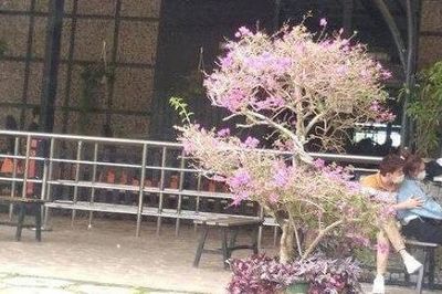 Nghi vấn Ninh Dương Lan Ngọc và Chi Dân đi chơi cùng nhau ở Đà Lạt