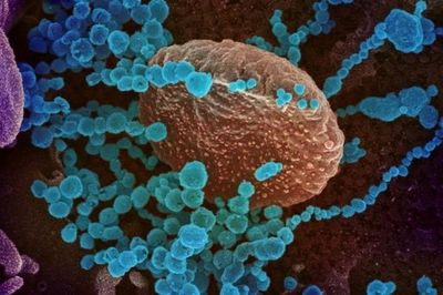 Vaccine phòng Covid-19 của Mỹ bước vào giai đoạn thử nghiệm cuối cùng