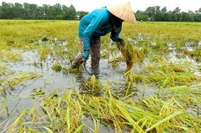 Bão số 2 làm 2 người chết, hơn 2.400 ha lúa và hoa màu ngập úng