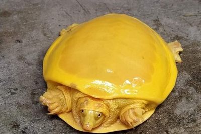 Phát hiện rùa vàng quý hiếm ở Ấn Độ