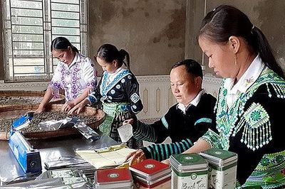 Yên Bái: Chè shan 'Phình Hồ' được bảo hộ chỉ dẫn địa lý