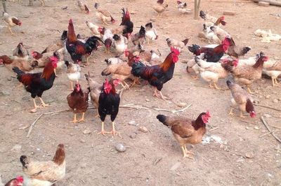 Hàng độc: Gà uống thuốc bắc, cá lăng tập thể dục