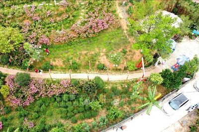 Lên Tam Đảo ngắm hoa Đỗ quyên khoe sắc