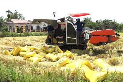 Hải Lăng: Khẩn trương thu hoạch lúa trà đầu ở vùng thấp trũng