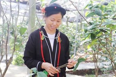 Người phụ nữ dân tộc Sán Dìu trồng trà hoa vàng, hồi sinh vùng đất cằn