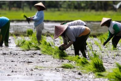 Khủng hoảng gạo đang rình rập châu Á