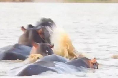 Clip: Cá mập bò 'nổi điên' tấn công hà mã