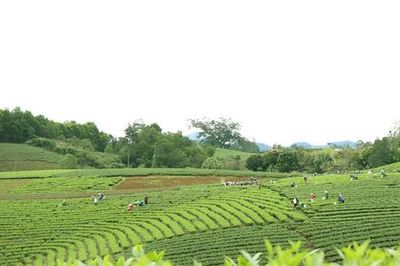 Chìa khóa giúp chè La Bằng mở cửa thị trường
