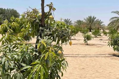 Công nghệ cát 'thở' của UAE: Làm cho sa mạc đơm hoa kết trái