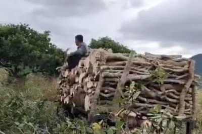 Điệp khúc mất mùa rớt giá - người dân chặt bỏ vườn điều