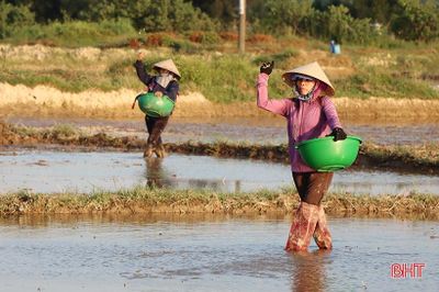 Cẩm Xuyên phấn đấu hoàn thành gieo cấy trước 10/6