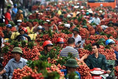 Vụ vải thiều thành công mỹ mãn của Bắc Giang, tổng doanh thu hơn 6.800 tỷ