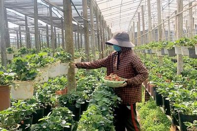 Đồng bào Công giáo góp phần đưa thôn làng ở Ia Băng mỗi ngày thêm đổi mới