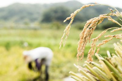 Nga thông báo tạm thời cấm xuất khẩu gạo