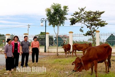 Bàn giao bò giống cho hộ nghèo xã Gia Thắng