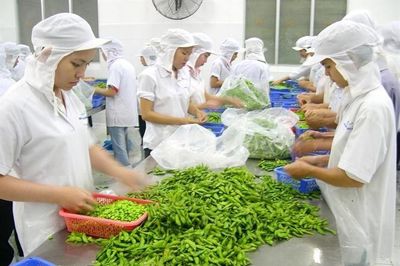 Tin tức kinh tế ngày 26/8: Xuất khẩu rau quả 8 tháng đạt kỷ lục