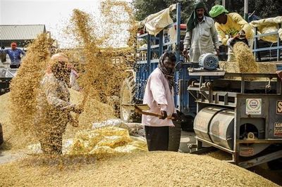 Giao nhận hàng đình trệ sau khi Ấn Độ áp thuế xuất 20% đối với gạo đồ