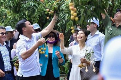 Đồng hành với vải Thanh Hà từ vườn nhà ra thế giới