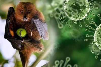 Thông tin về virus chết người Nipah đang lây lan tại Ấn Độ
