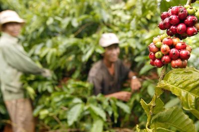 Giá cà phê hôm nay 30/9: Xuất khẩu cà phê Việt Nam chạm đáy 10 năm