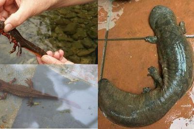 Loài cá kỳ dị chỉ có ở Việt Nam, cần được bảo vệ đặc biệt vì giá trị cực cao, là bài thuốc quý hiếm