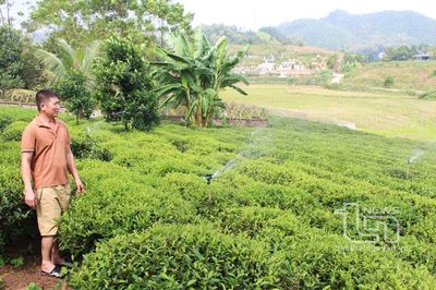 Sản xuất chè vụ đông: Lợi nhuận nhân đôi