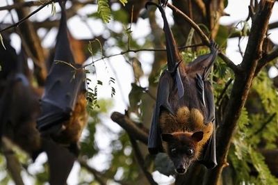 Nipah và mối họa từ động vật hoang dã