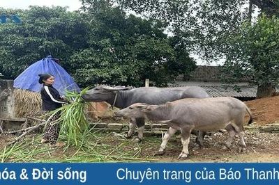 Cẩm Thủy quan tâm phát triển mô hình nuôi trâu sinh sản