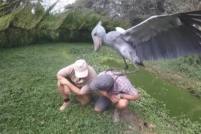 Loài cò hung tợn nhưng rất dễ bị tổn thương, có thể săn được cá sấu