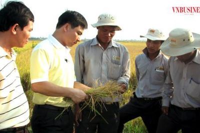 Cần làm gì để có 1 triệu ha lúa chất lượng cao ở Đồng bằng sông Cửu Long?