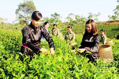 Tạo sinh kế để giảm nghèo bền vững