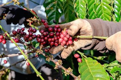 Giá cà phê hôm nay 17/1: Giá trong nước tiếp tục tăng mạnh, giá thế giới lên cao kỷ lục