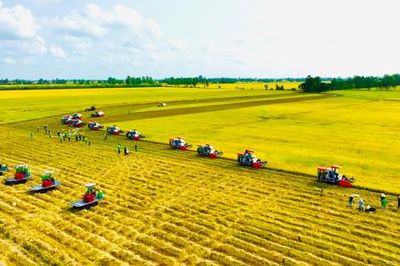 Cơ hội lớn cho ngành hàng lúa gạo
