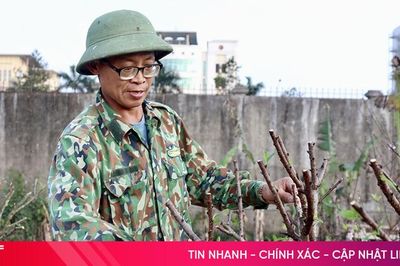 Tất bật phục hồi cây đào sau tết Nguyên đán
