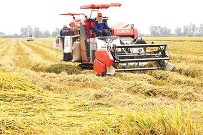 Thủ tướng chỉ đạo đẩy mạnh sản xuất, xuất khẩu lúa gạo