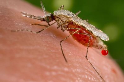 Thay đổi gene muỗi để loại bỏ sốt rét